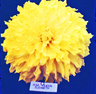 Dahlia ' H.M. QUEEN ELIZABETH '  (G.D.)   Stredwick  UK  1942    (old glass slide)   (B&amp;S 0066)  (Brown &amp; Such)